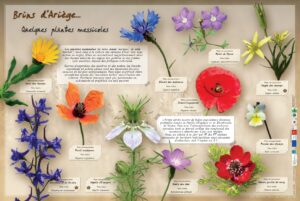 Quelques plantes messicoles