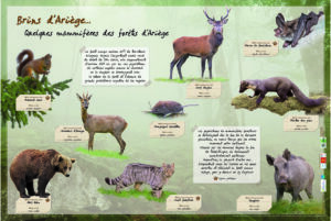 Les mammifères des forêts d'Ariège