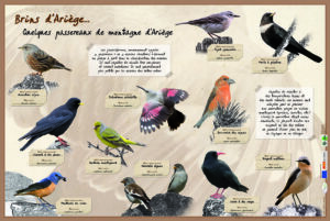 Quelques passereaux de montagne