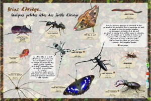 Quelques petites bêtes des forêts d'Ariège