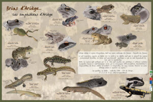 Amphibiens d'Ariège
