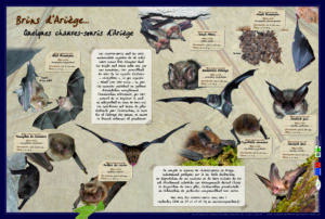 Chauves-souris d'Ariège
