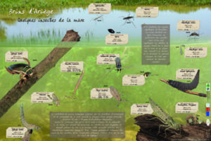 Insectes des mares