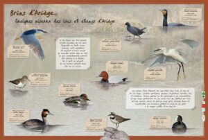 Oiseaux des lacs et étangs d'Ariège