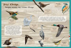 Oiseaux des rivières d'Ariège