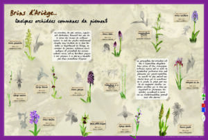 Orchidées d'Ariège