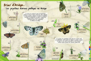 Papillons diurnes protégés d'Ariège