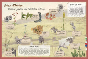 Plantes des tourbières d'Ariège