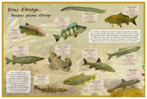 Poissons d'Ariège
