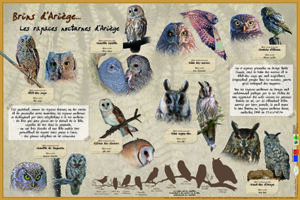 Rapaces nocturnes d'Ariège