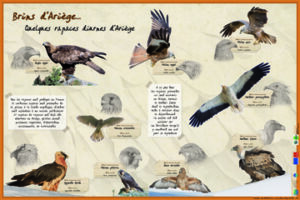 Rapaces diurnes d'Ariège
