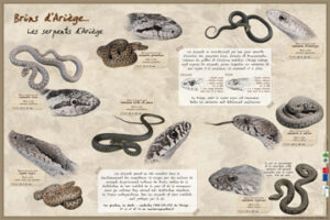 Serpents d'Ariège
